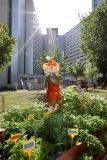 L'orto dell'Ospedale Maggiore