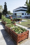 L'orto dell'Ospedale Maggiore