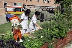 L'orto dell'Ospedale Maggiore